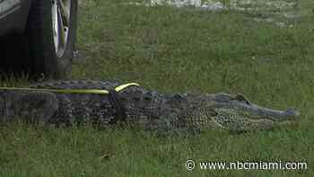 Miami-Dade Officer Helps Capture 6-foot Alligator in Busy Kendall Neighborhood