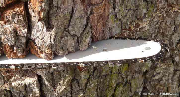 Baumpflege- und Baumfällarbeiten im Darmstädter Stadtwald im Bereich des Naturschutzgebietes „Düne am Ulvenberg“