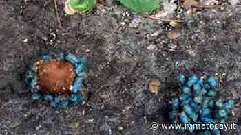 Polpette avvelenate: morto un cane, sei finiscono dal veterinario