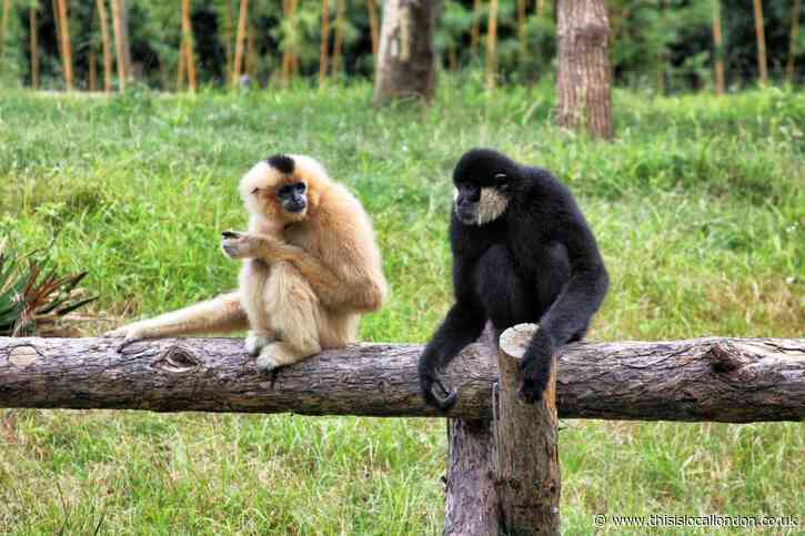 Gibbons can teach us about love by Prubleen Bhogal KEVIHS