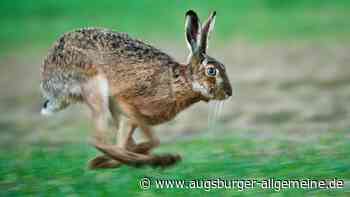 Zwei Fälle von Hasenpest im Kreis Neu-Ulm aufgetreten: Das ist zu beachten
