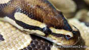 Polizei findet bei Hausdurchsuchung in Oberbayern sechs Schlangen und Drogen