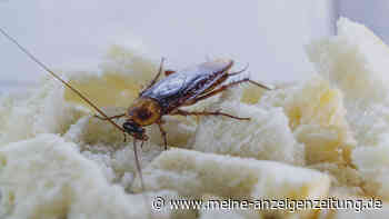 Kakerlaken-Alarm: Wie Sie Eier und Kot der Schädlinge erkennen