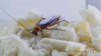 Kakerlaken-Alarm: Wie Sie Eier und Kot der Schädlinge erkennen