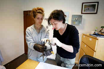 Causes, espèces sauvées, comment préserver les oiseaux... Le centre de soins de faune sauvage de Saint-Cézaire fait le bilan