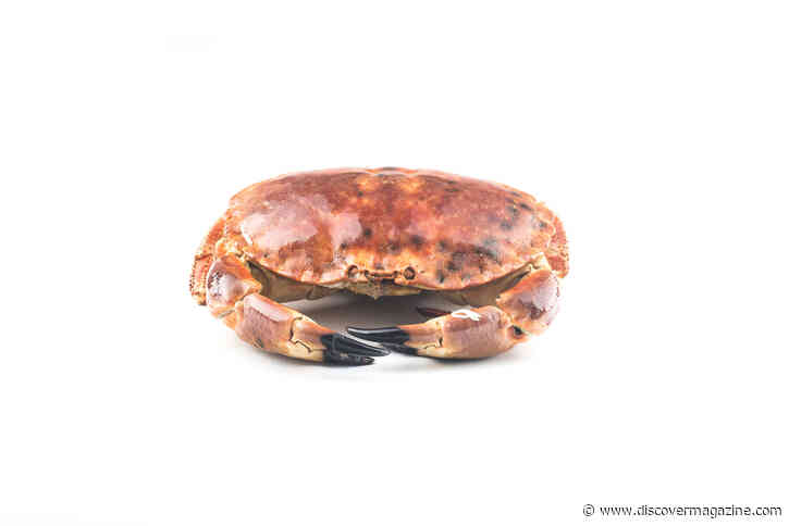 Did Neanderthals Eat Seafood? Neanderthals Cooked and Ate Crab Off the Coast of Portugal