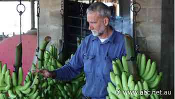 James's bananas might just set the record for the longest plantation-to-plate journey in the entire country