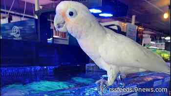 Bird stolen from Colorado tropical fish store