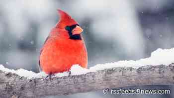 Denver, Lakewood activate additional overnight shelters during snow, freezing temps