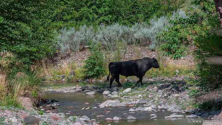 Gila Wilderness cattle kill operation will be permitted, court rules