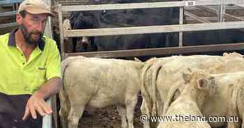 Feeder steers at Wodonga sell to $1880