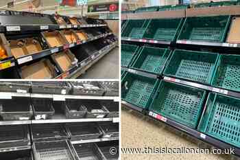 Tomato shortage in south east London – empty shelves and no produce