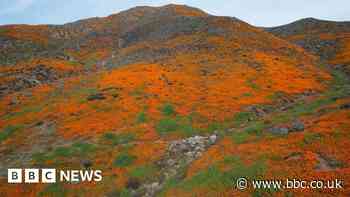 The one unexpected way to see California's 'superbloom' this year