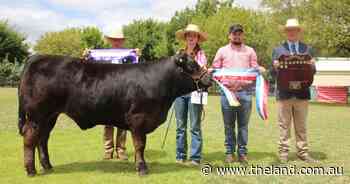 Clean sweep for St. Johns in led purebred steers