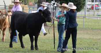 MEGA GALLERY: All the faces of the school paraders and steers