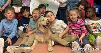 A golden retriever named Pearl is a gem at one Moncton elementary school