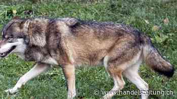 Bergkantone und Bauern fordern weitere Massnahmen gegen Wolf