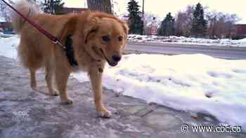 How to protect your pet from cold weather