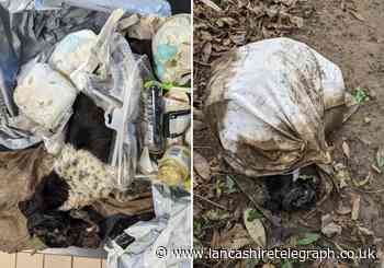 Dead dog dumped in pillow case in Clayton-le-Dale