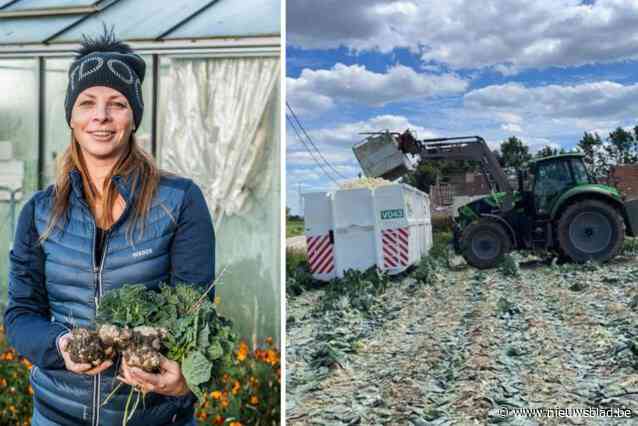 “Kan ik straks nog bloemkool kweken?”: groenteteelt in het gedrang door stijgende prijzen en strengere regels