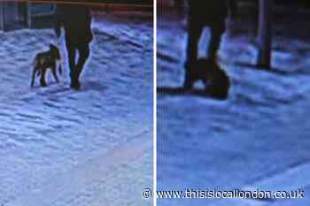 RSPCA footage shows dog kicked by man in Tottenham Hale