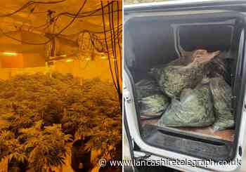 Cannabis farm with more than 180 plants found in Accrington