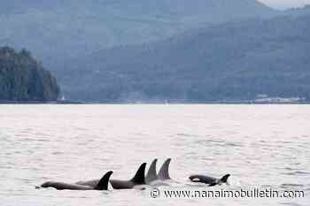 B.C. study links killer whale decline to lack of energy-rich fatty salmon