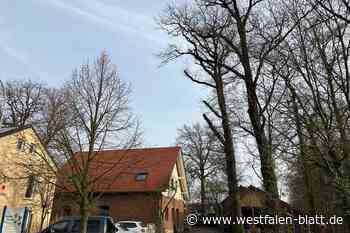 Acht Hofeichen in Halle gegen Widerstand festgesetzt