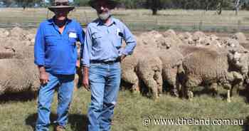 Gowing win fourth ewe comp