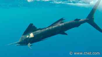 Watch the First Ever POV Video of World's Fastest Fish Stalking Prey     - CNET