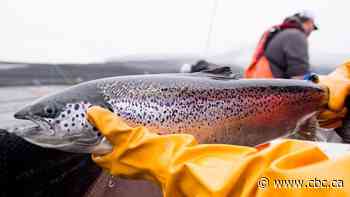 How the science behind salmon farms and sea lice became so contentious