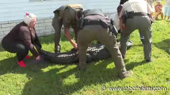 ‘It's Too Late!': Frantic 911 Calls Detail Elderly Florida Woman's Fatal Gator Attack