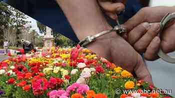 How this tourism group aims to counteract Toowoomba's recent crime wave with positive messaging