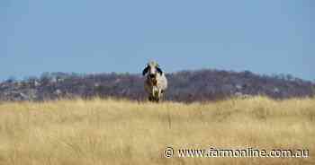 China tipped to reopen to Australian beef in wake of Brazil mad cow case