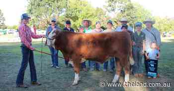 Fleckvieh steer raises $3000 for Dolly's Dream
