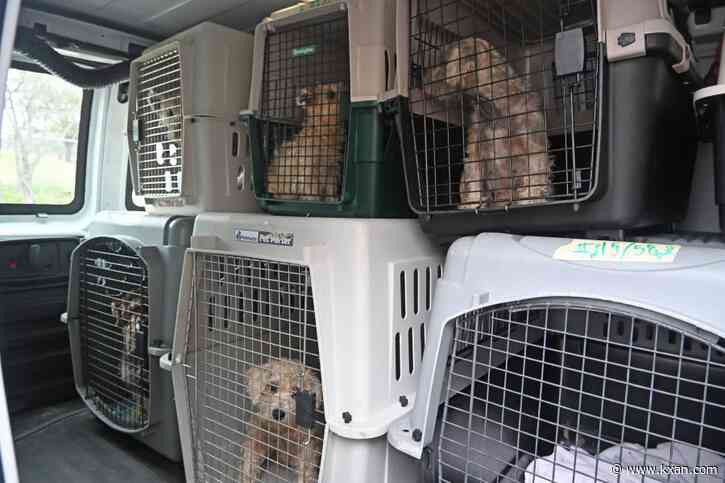 AHS helps rescue nearly 60 dogs from Central Texas home