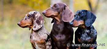 Höhere Renditen als der Dow Jones? Das sind die "Dogs of the Dow"