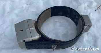 B.C. wolf allegedly found choking on tracking collar in rural Alberta