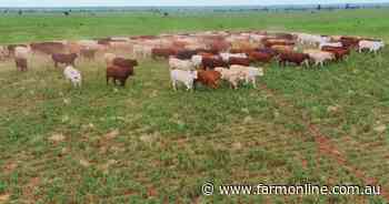 Premium Mount Abundance grazing country | Video