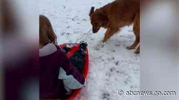 WATCH:  Golden Retriever happily pulls kids on sled during snow day