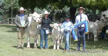Charolais results