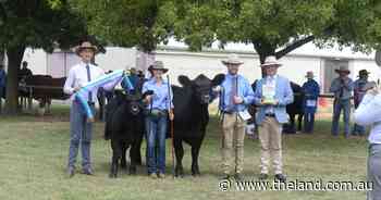 Simmental results