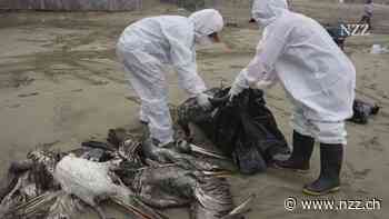 In Kambodscha stirbt eine Elfjährige nach einer Vogelgrippe-Infektion