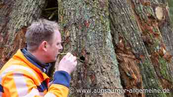 Tierschutz trotz A8-Ausbau: So werden Baumhöhlen für Insekten versetzt