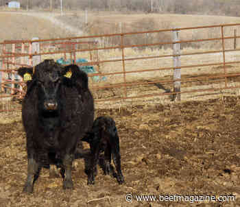 Managing calving during muddy conditions