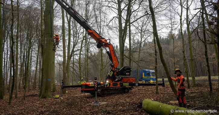 Baumhöhlen an Autobahn werden für Insekten erhalten
