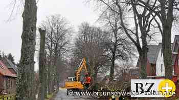 Baumprofis fällen 35 Linden an der Westerbecker Hauptstraße