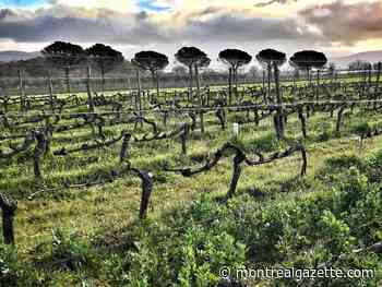 Wines of the Week: Bordeaux grapes have a second home in Tuscany's Maremma
