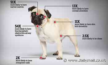 Moonpig is to stop selling cards featuring pugs and French bulldogs