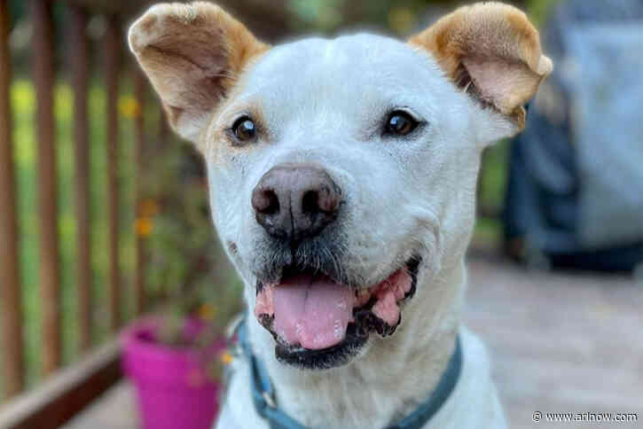 Adoptable Pet of the Week: Fred Lee